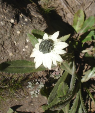 Callilepis laureola